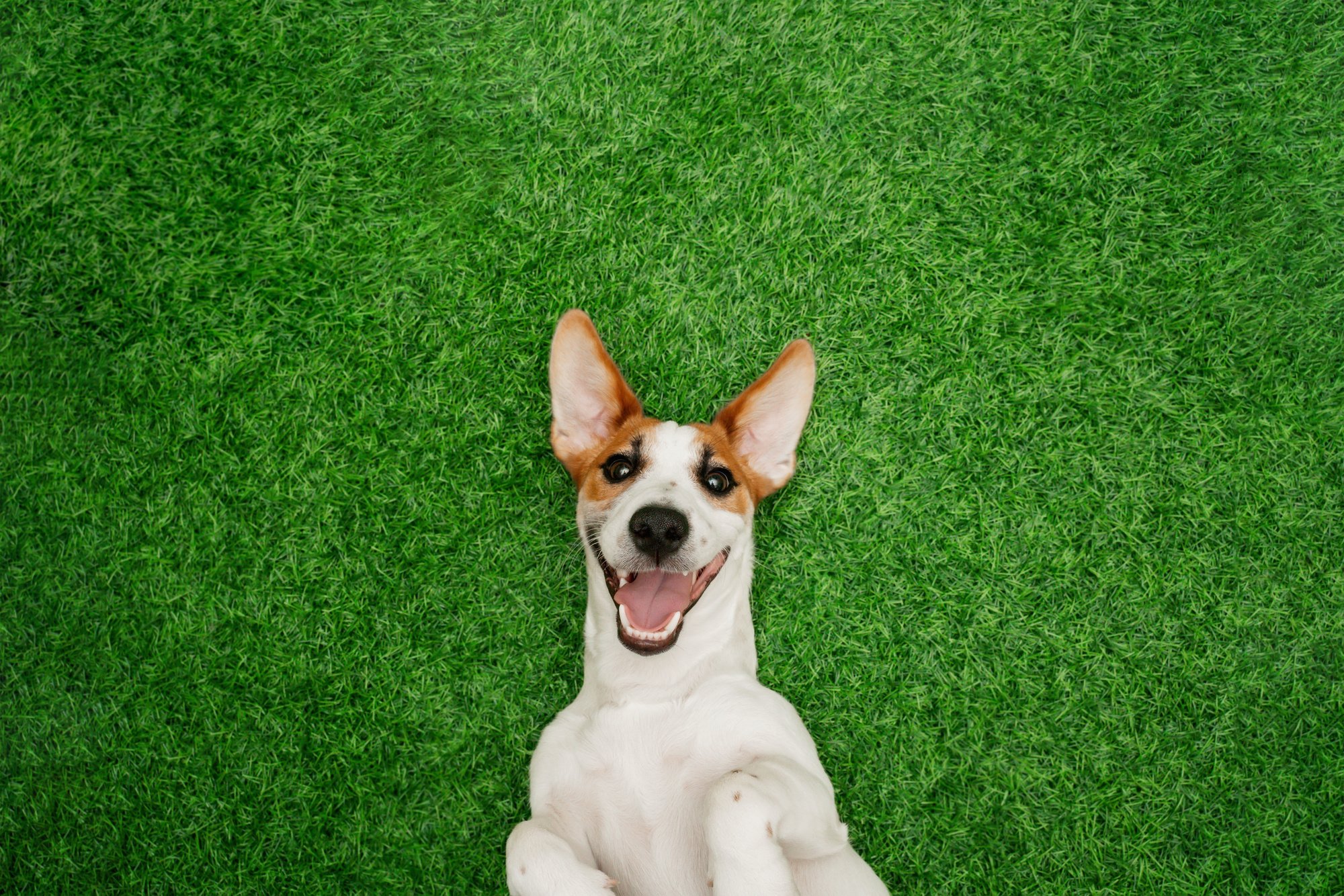 Crazy smiling dog jack russel terrier, lying on green grass.